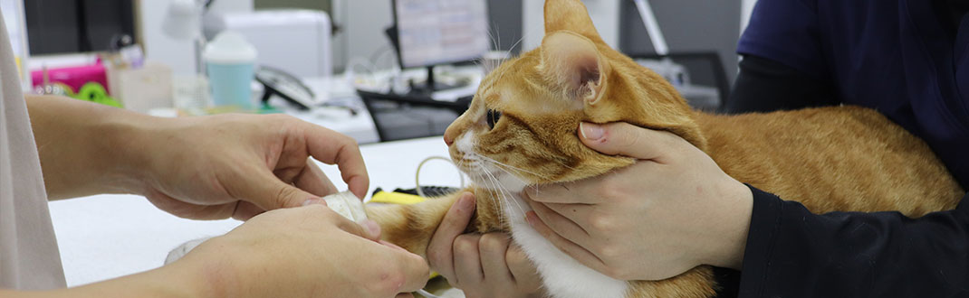 고양이